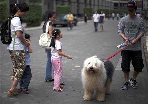 china one dog policy