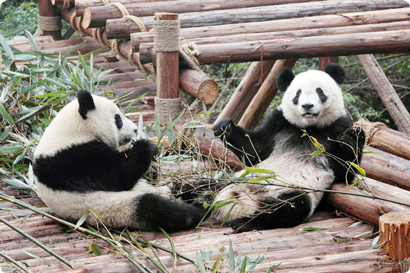 пандовая дипломатия, panda diplomacy, панда, panda, 熊猫, xiongmao